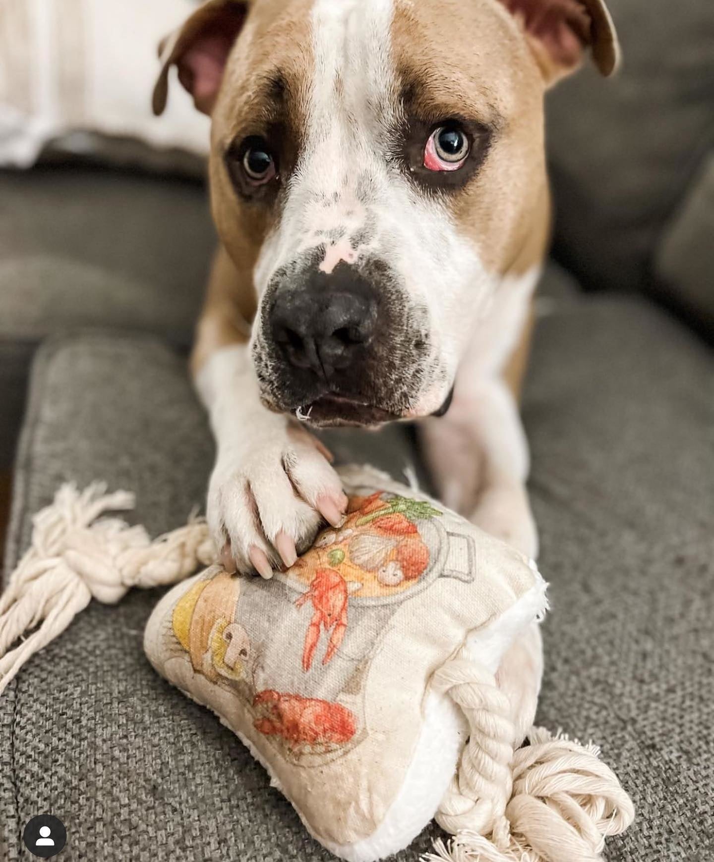 Crawfish Boil Dog Toy