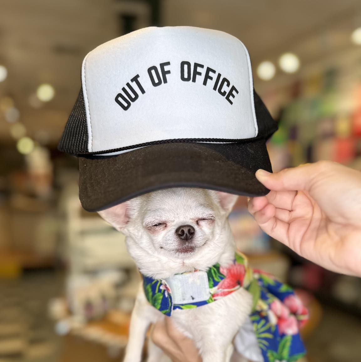 Out of Office Trucker Hat